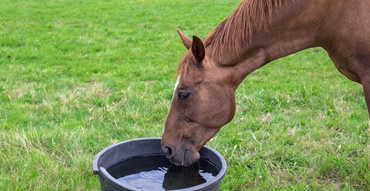 horsedrinking