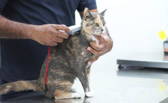 SPCA teachers Portal Pets Microshipping