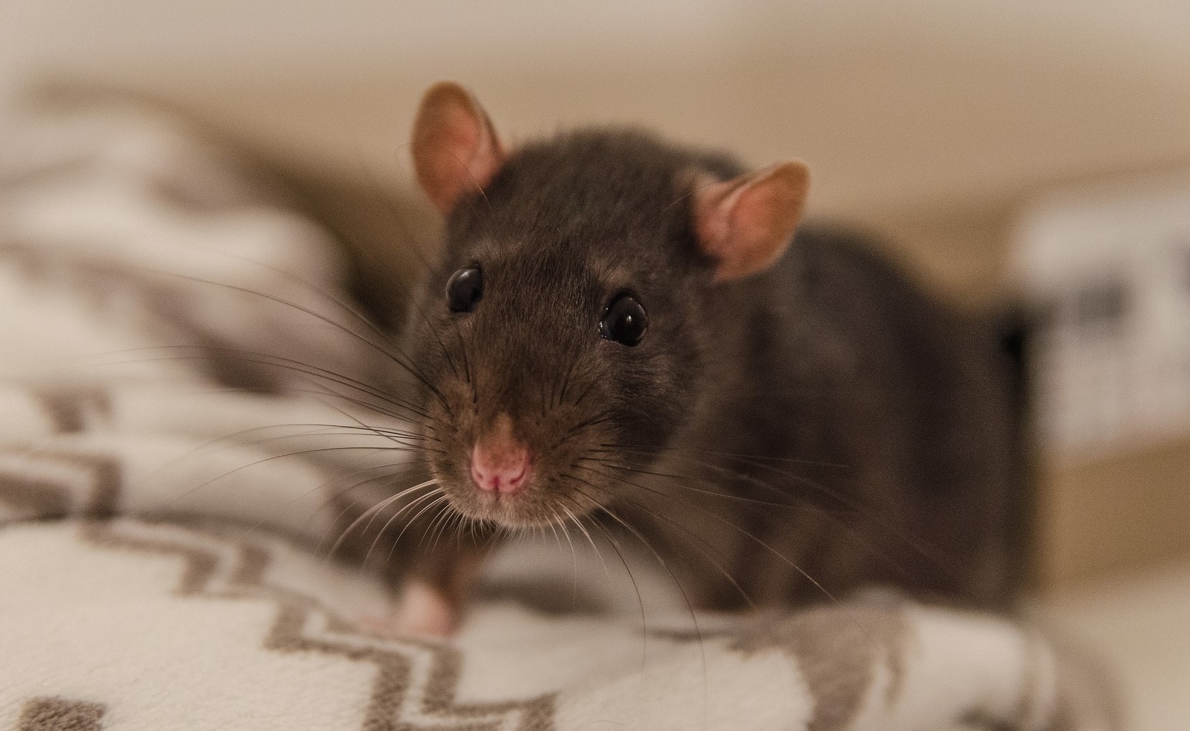 SPCA teachers Portal Rats Care