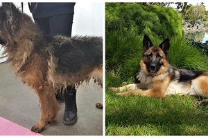 german shepherd